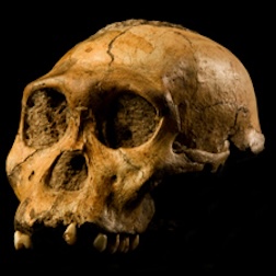 Conferenza / I neandertaliani: un viaggio tra fossili, molecole e manufatti
